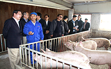 上海市市長楊雄來農(nóng)場考察